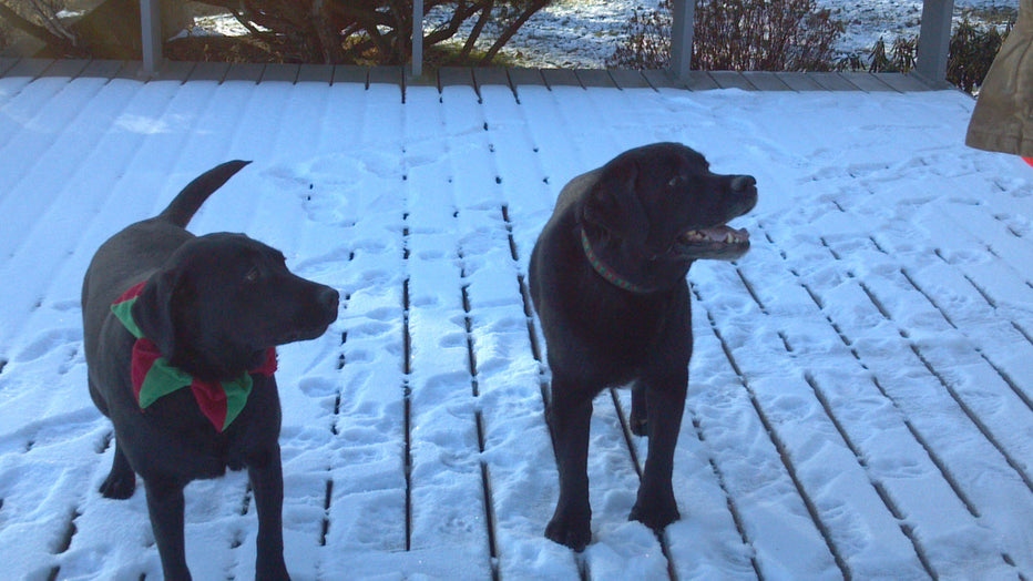 FAT DOG FOOD NO MORE! - by Coal