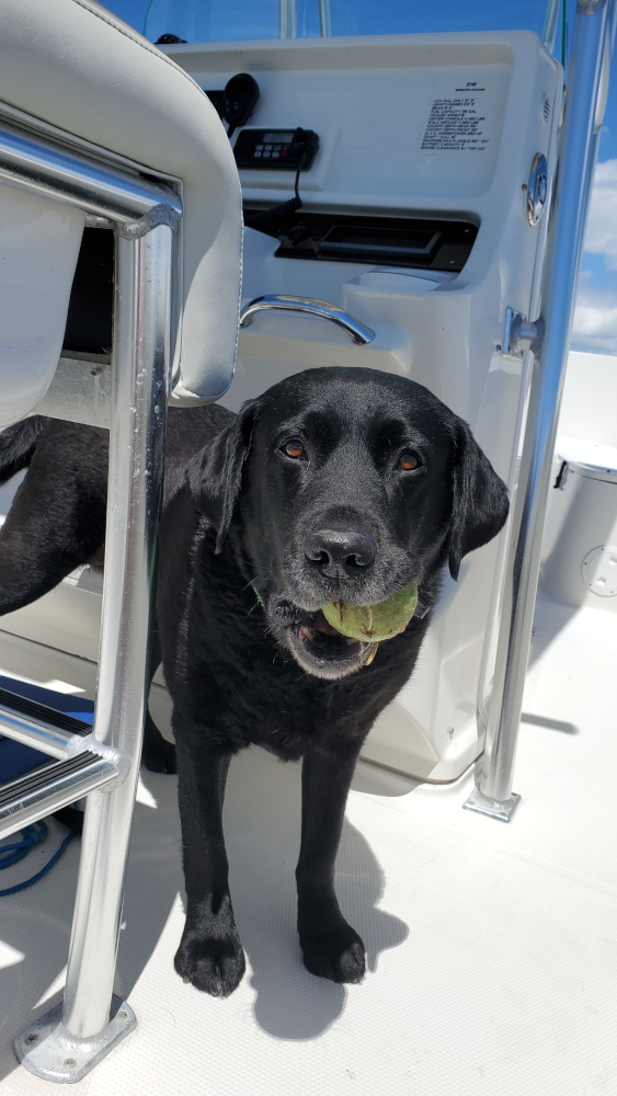 THE GOOD, THE BAD, AND THE GRUMPY – by Auggie