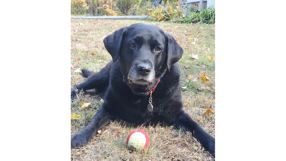 DOG TREATMENT IN THIS GIMCRACK TOWN - by Auggie