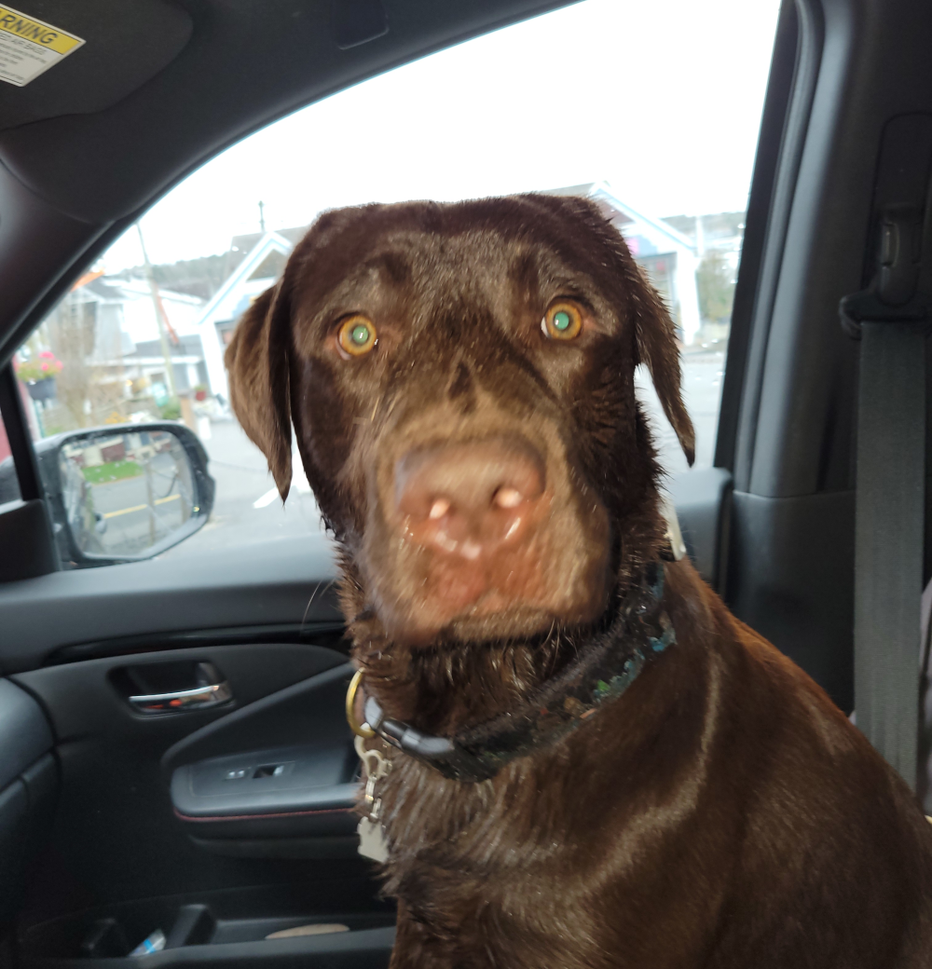 CHOCOLATE LAB