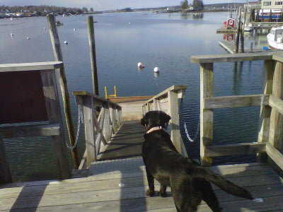 LAND OF THE FREE AND HOME OF THE DOG - by Max