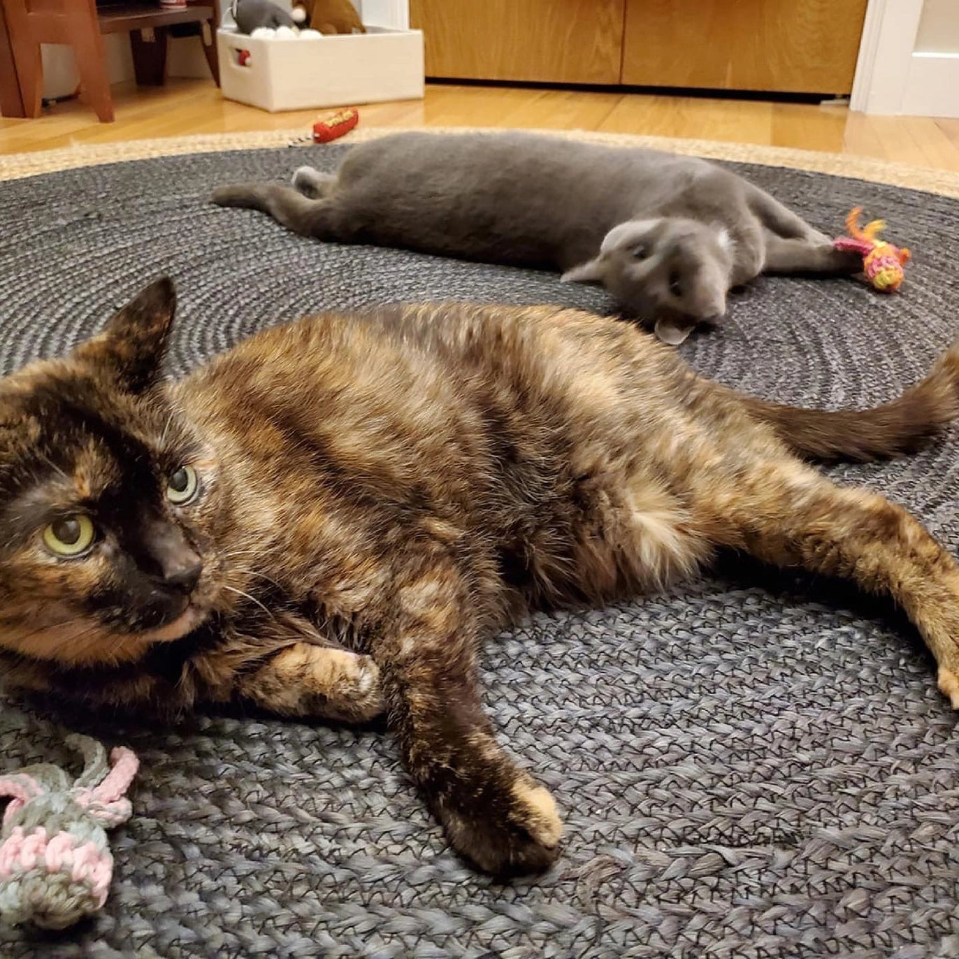 Kitty Squid Catnip Toy
