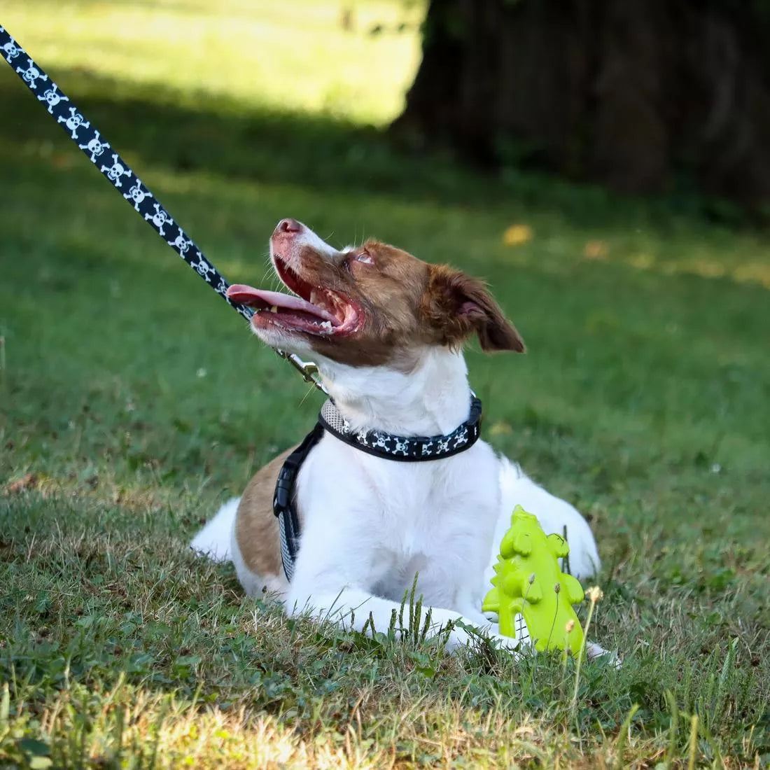 Dog Fetch Toy - Alligator Latex Toy