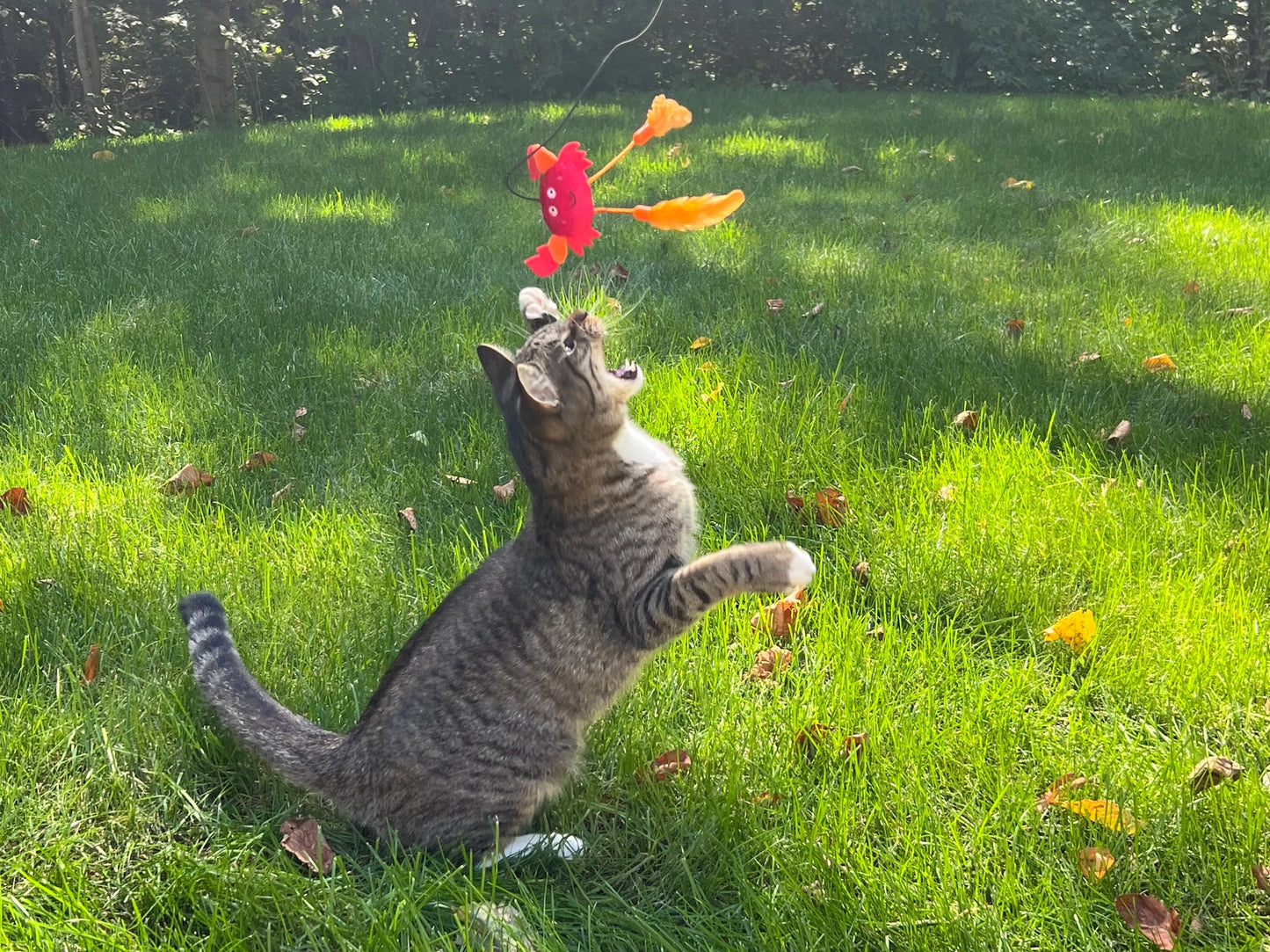 Cat Teaser Wand - Crab