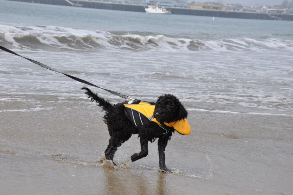 Dog Life Jacket - Yellow