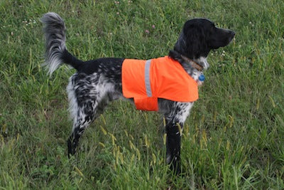 Blaze Orange Dog Visibility Vest