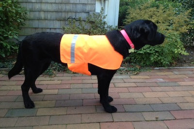 Blaze Orange Dog Visibility Vest