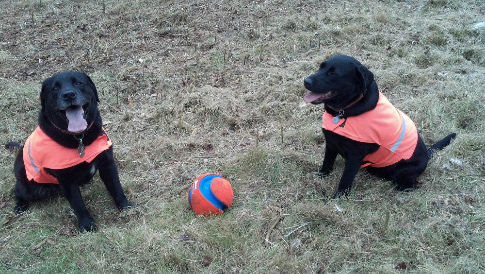 Dog Fetch Toy - Kick Fetch