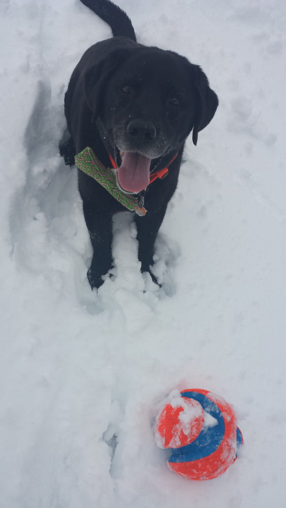 Dog Fetch Toy - Kick Fetch