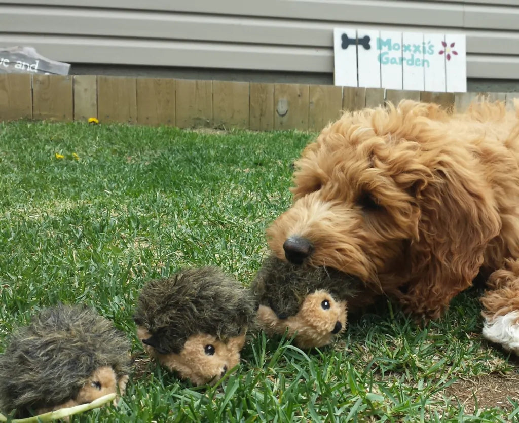 Stuffed Dog Toy - Mini Hedgehog