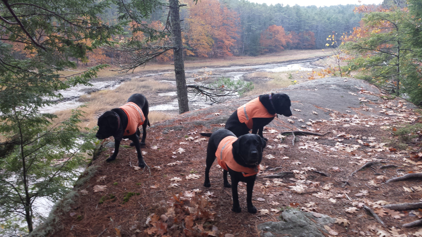 Blaze Orange Dog Visibility Vest