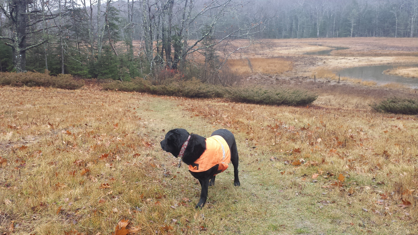 Blaze Orange Dog Visibility Vest