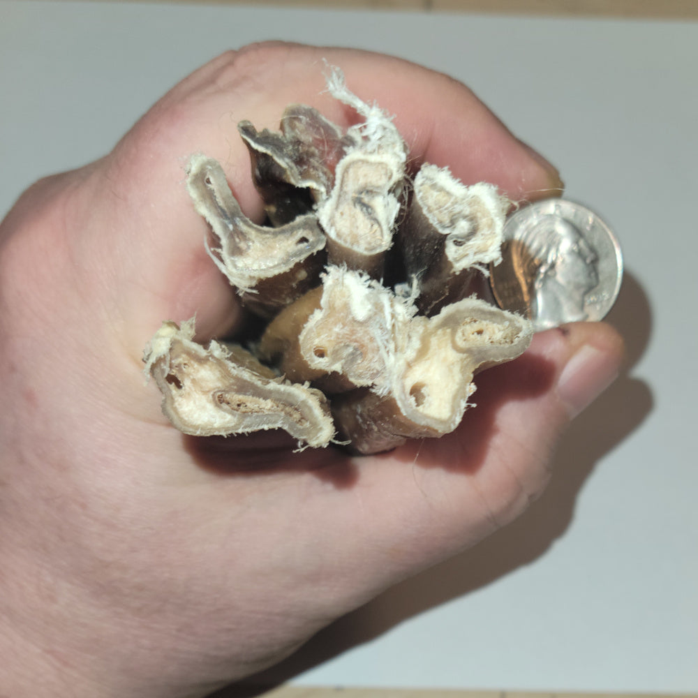 Cross-section view of 6-inch odorless bully sticks held in hand with quarter for size comparison, showing dense natural beef texture.