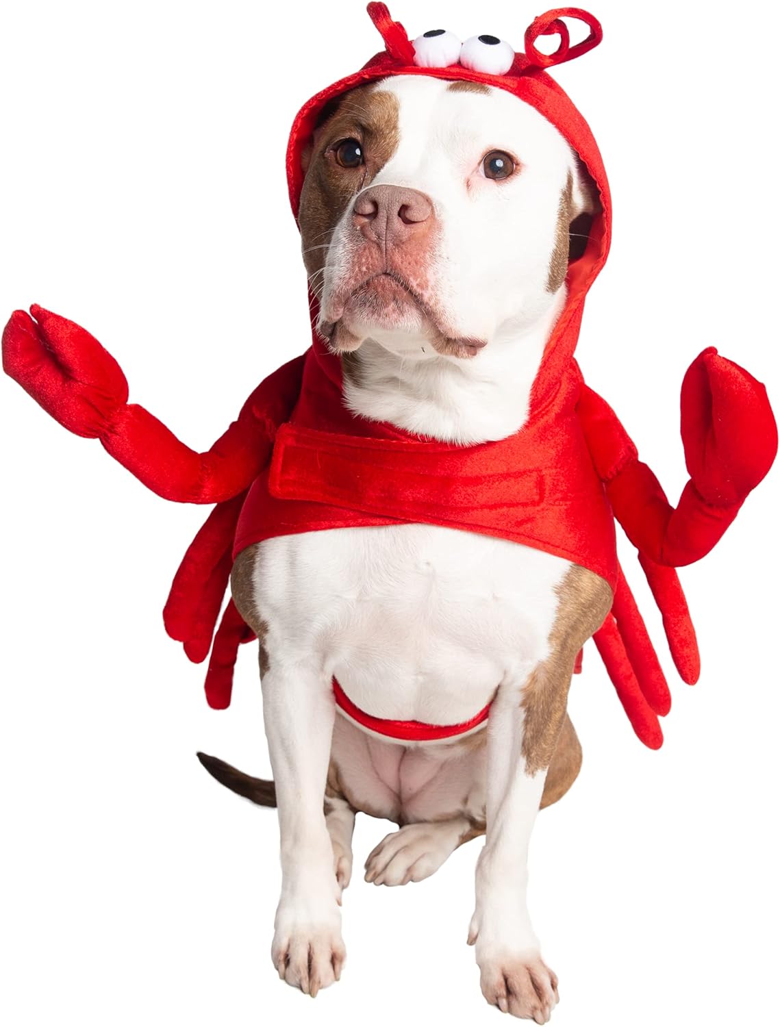 Dog Costume – Lobster