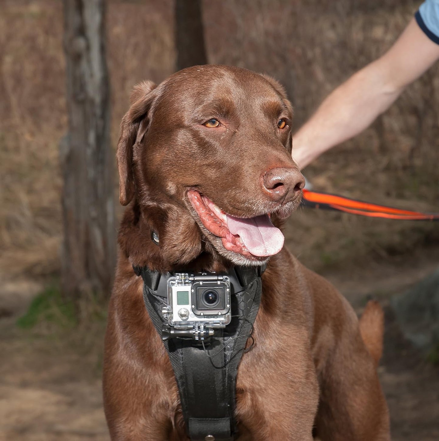 Camera Mount Dog Harness