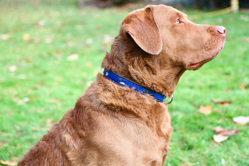 1” Ribbon Dog Collar – Ducks on Navy Blue