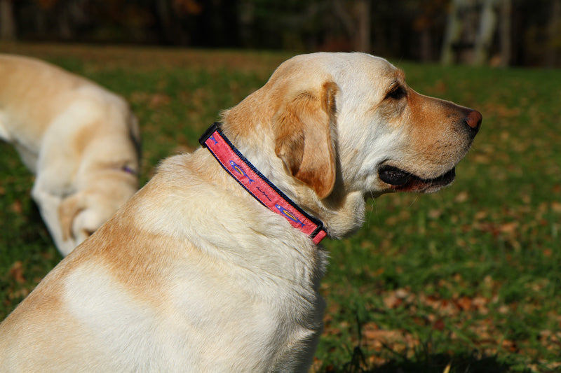 1” Ribbon Dog Collar – Hopkins Fish, Pink