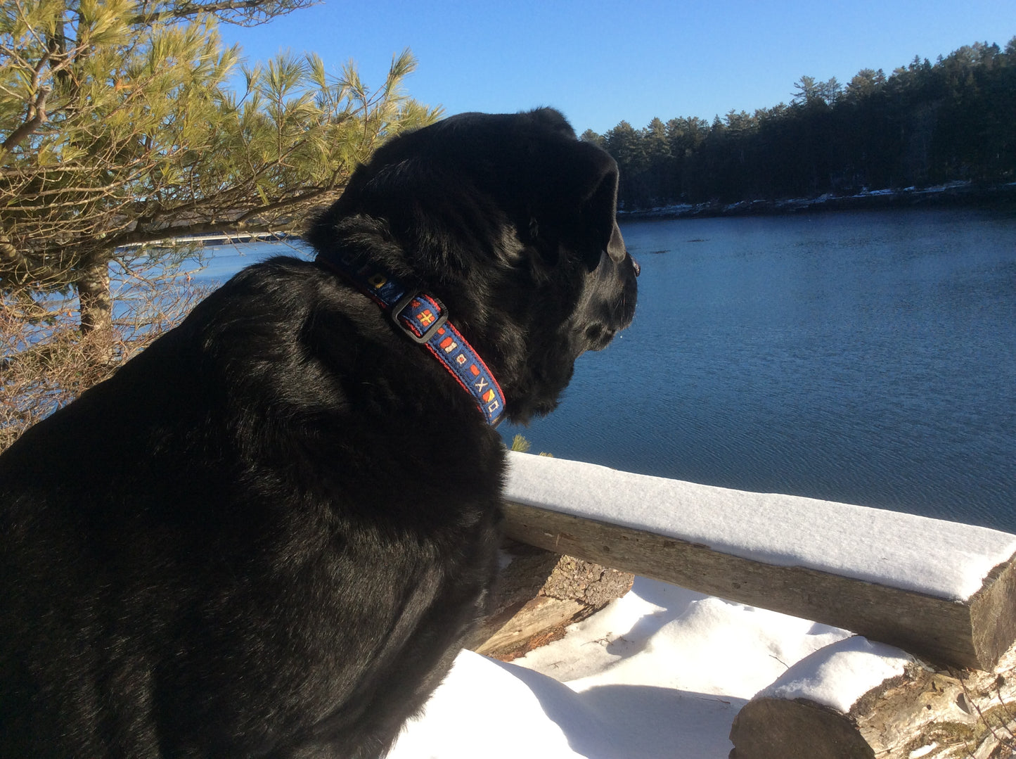 1.25” Ribbon Dog Collar – 5 o' Clock Nautical Flags