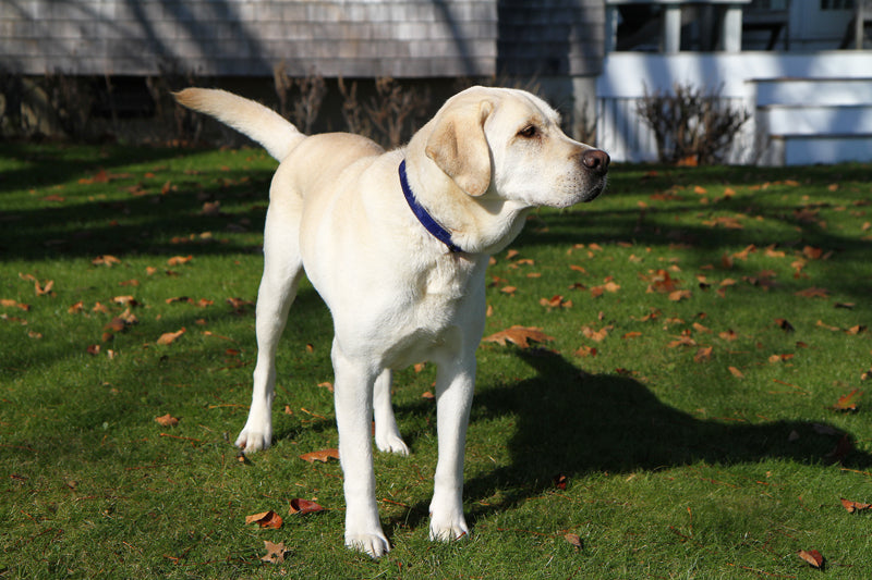 1” Ribbon Dog Collar – Rogue Fish, Blue
