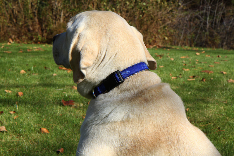 1” Ribbon Dog Collar – Rogue Fish, Blue