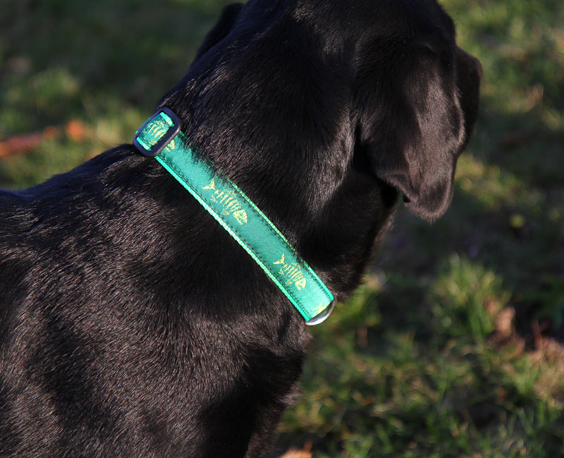 1” Ribbon Dog Collar – Rogue Fish, Lime