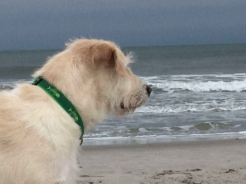 1” Ribbon Dog Collar – Rogue Fish, Lime