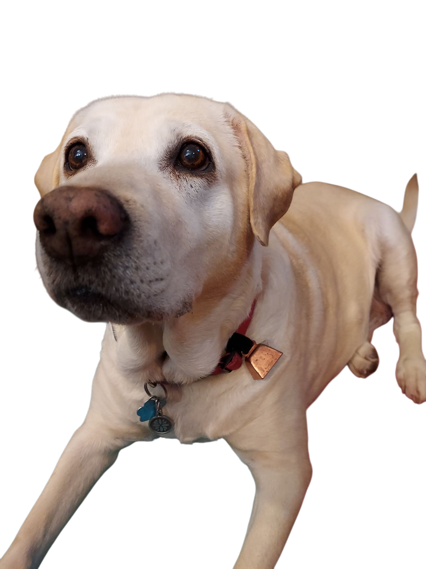 Dog Collar Cow Bell