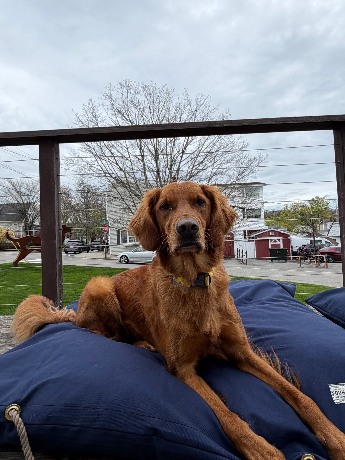 Brown dog sitting on a blue dog bed with a cloudy sky and trees in the background.