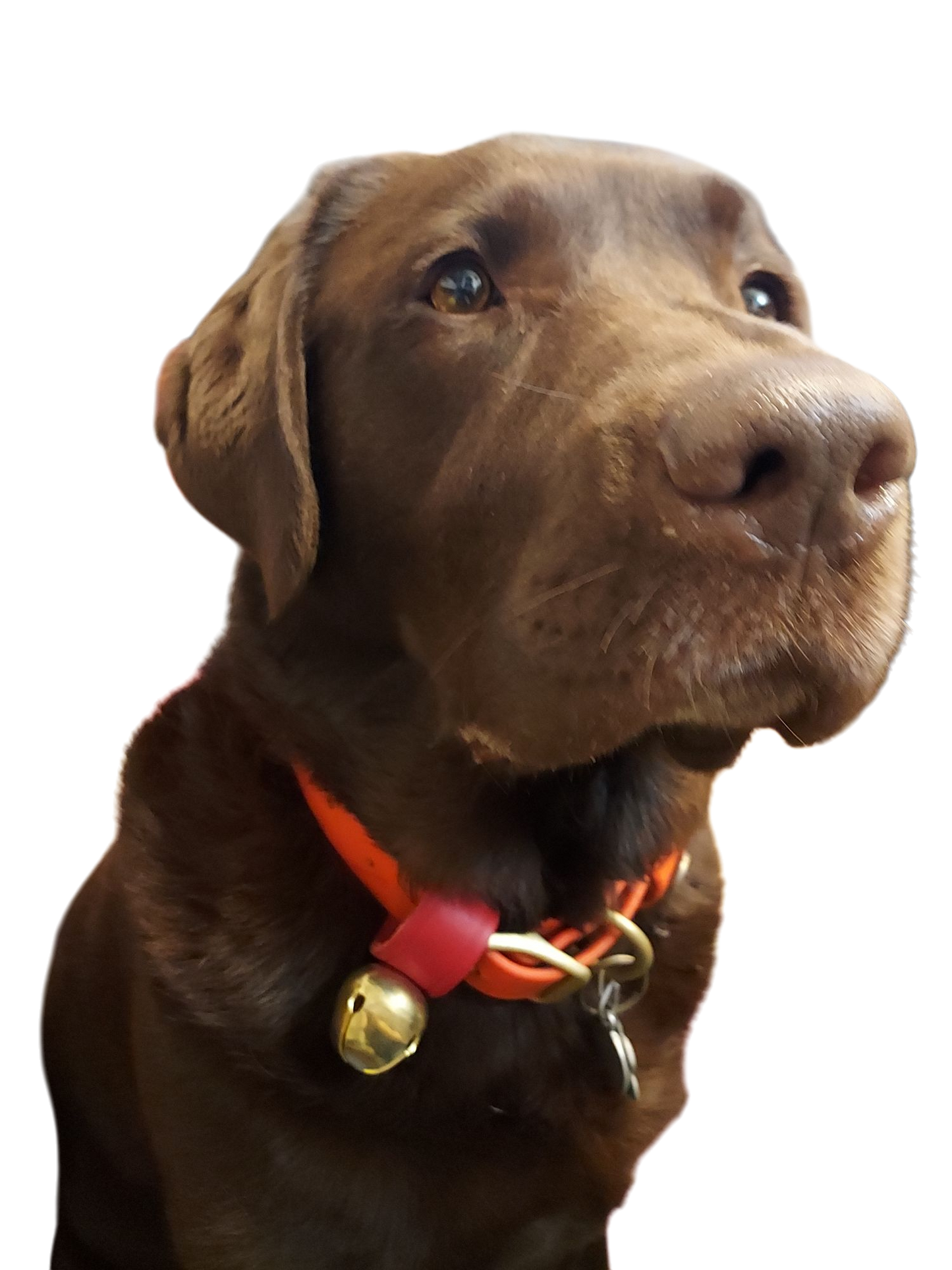 Dog Collar Bell - Brass