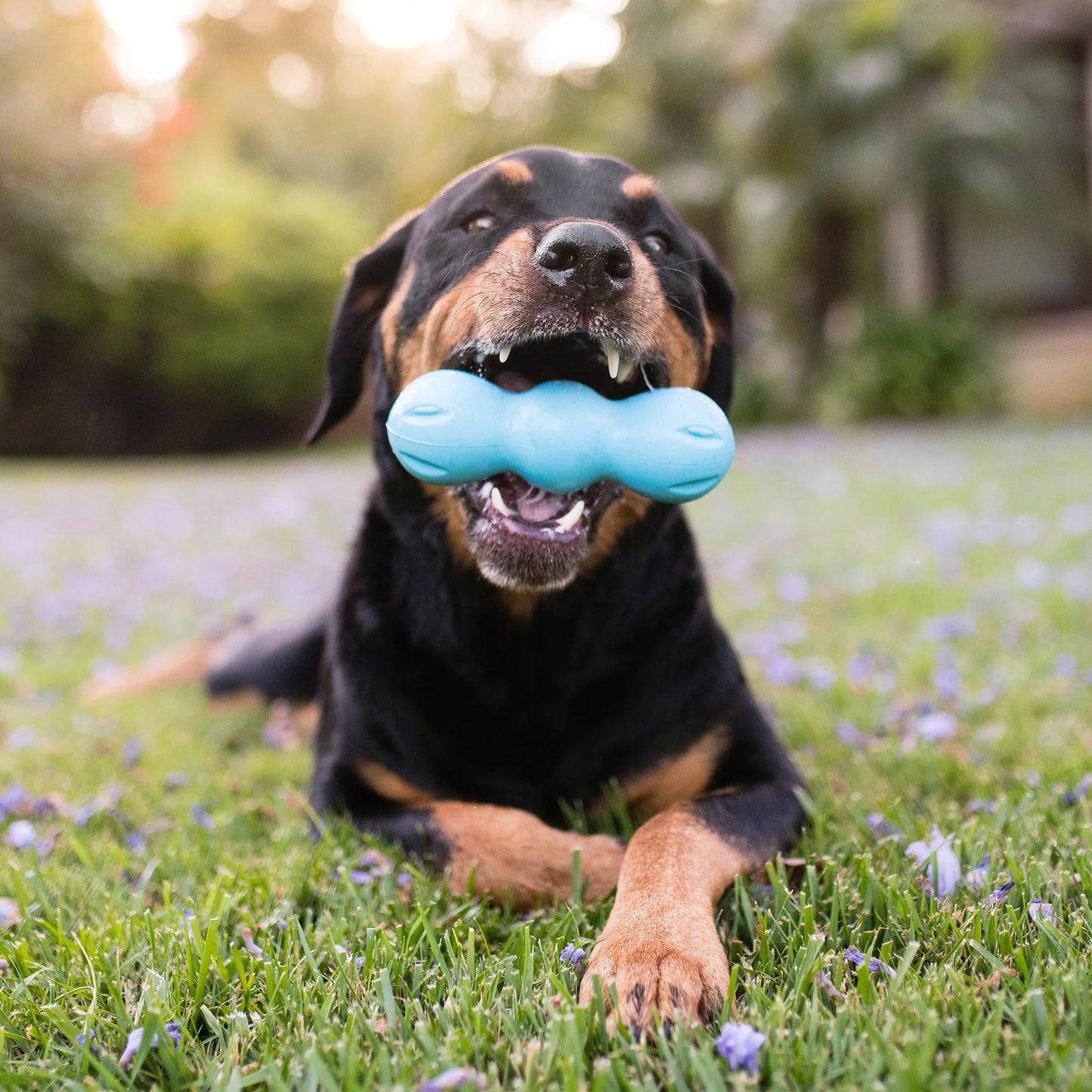 Dog Chew Toy - Rumpus