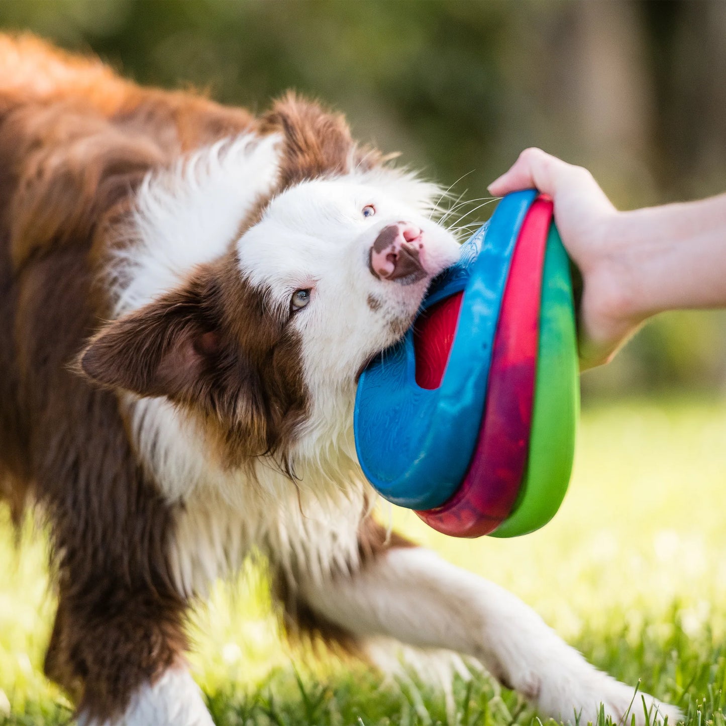 Dog Fetch Toy - Sailz Flying Disc