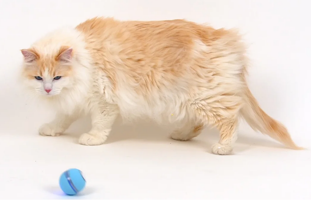 Cat Toy - Interactive Ball