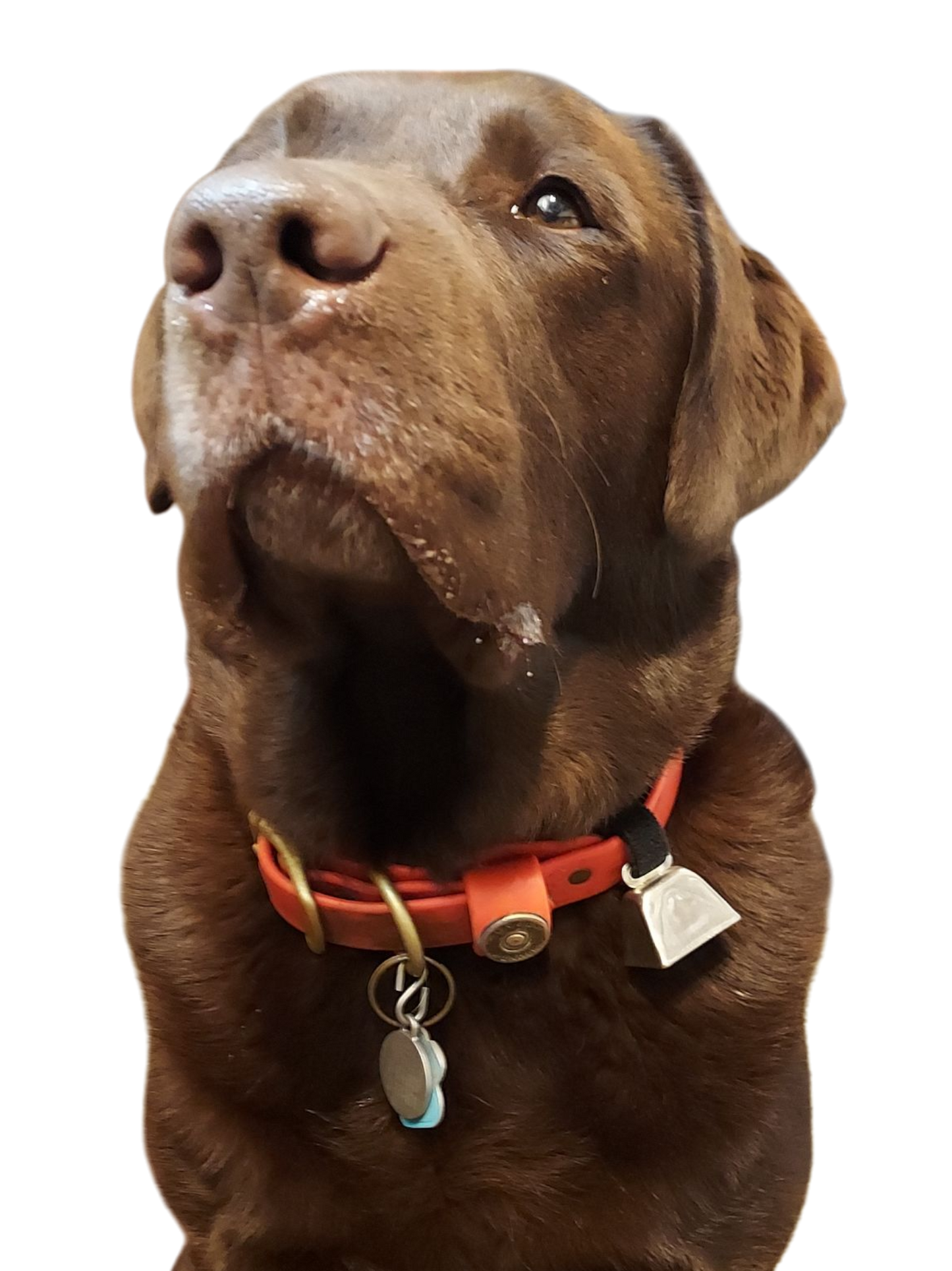 Dog Collar Cow Bell