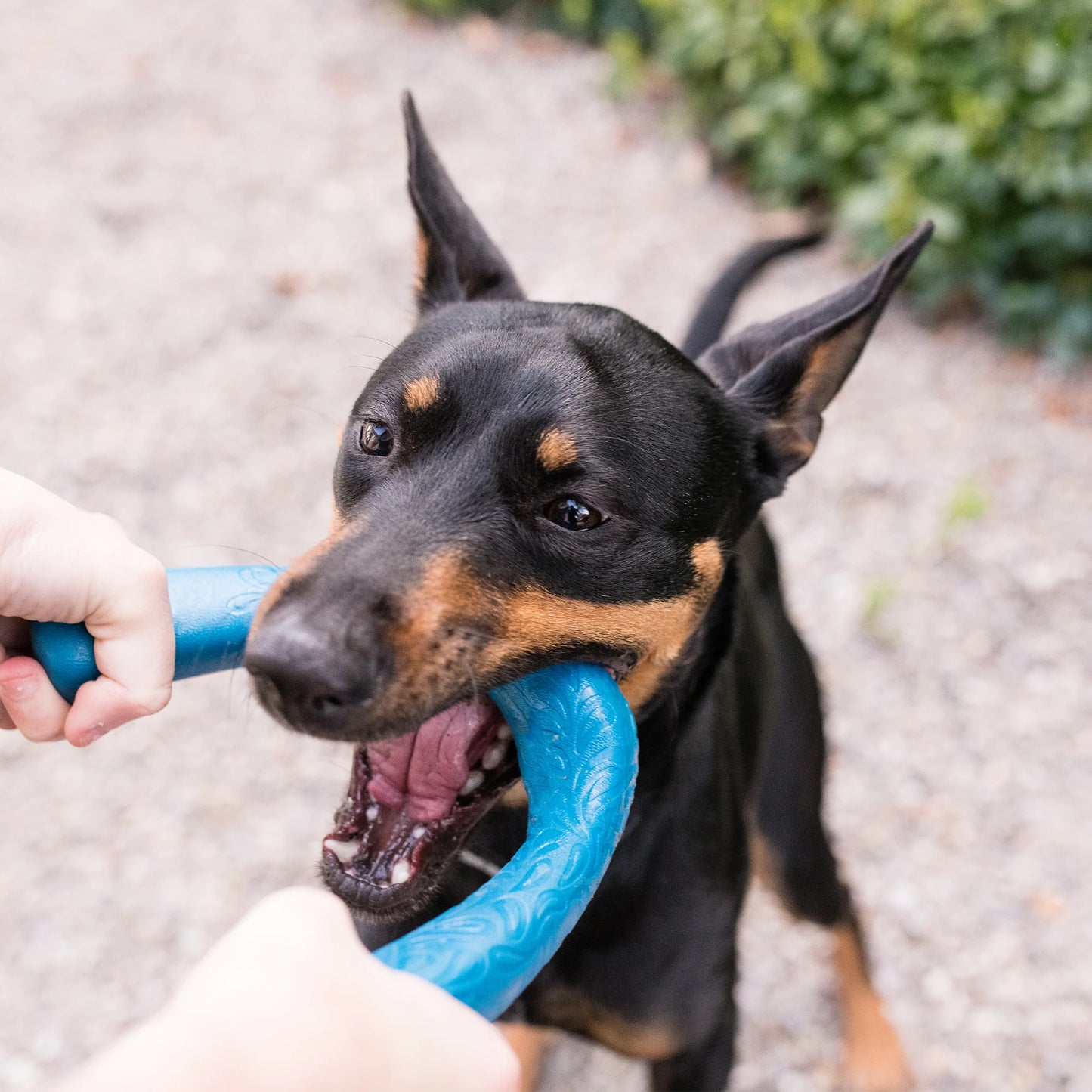 Dog Tug Toy - Snorkl