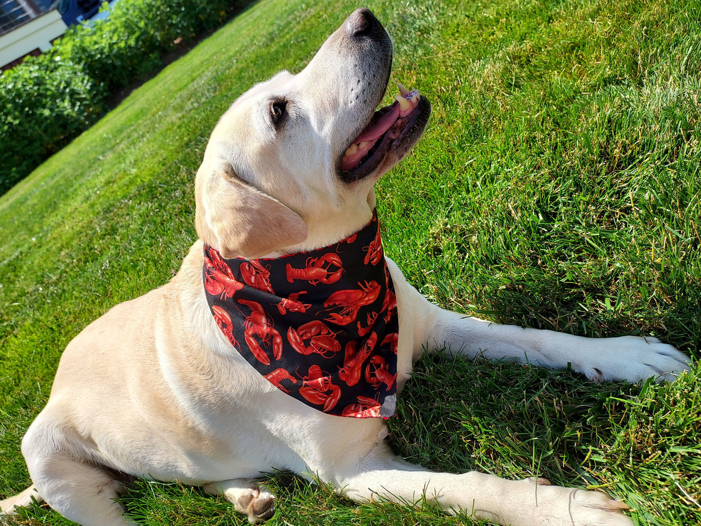 Reversible Dog Bandana - Lobster on Black