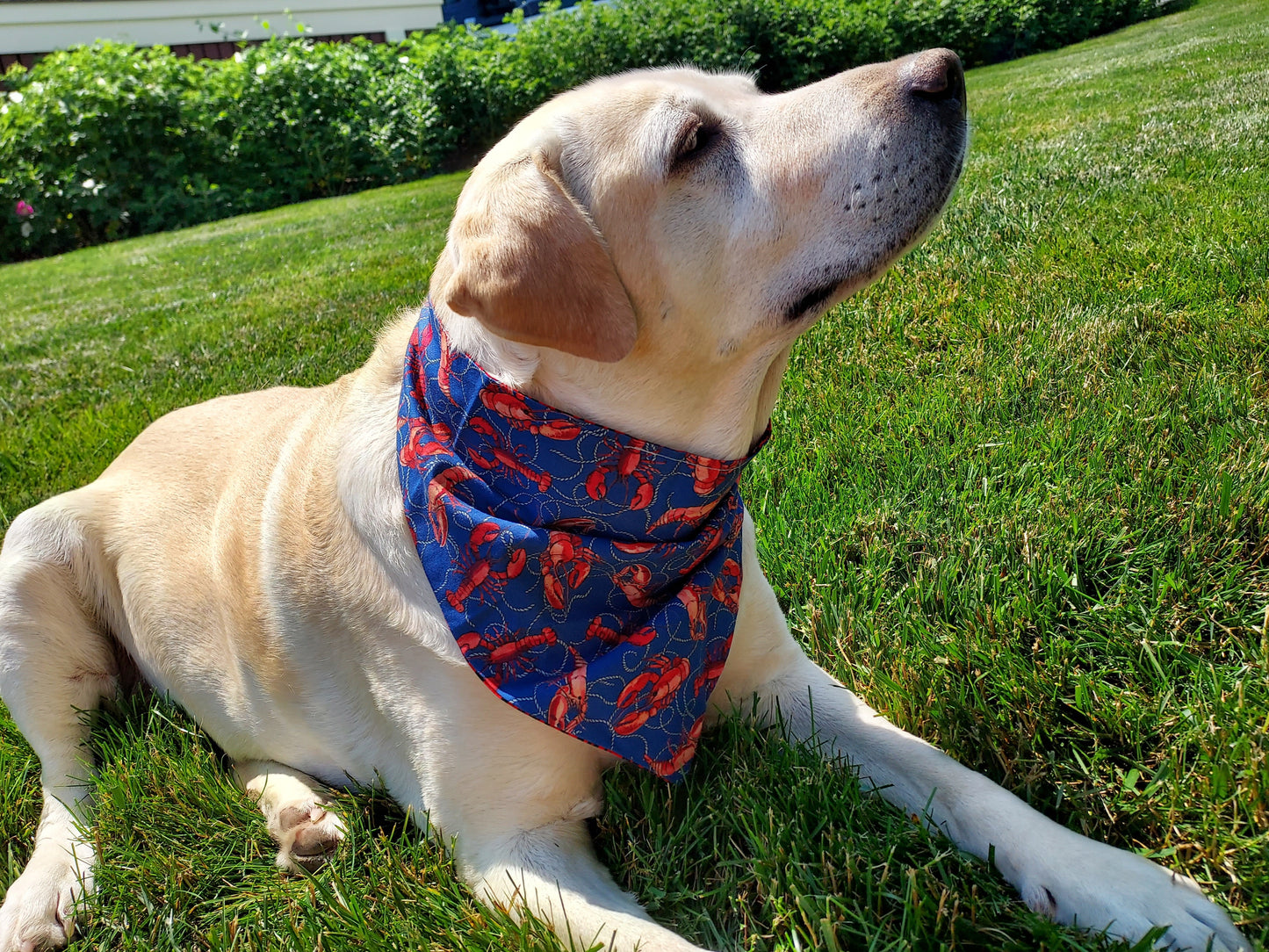 Reversible Dog Bandana - Lobster & Rope on Dark Blue