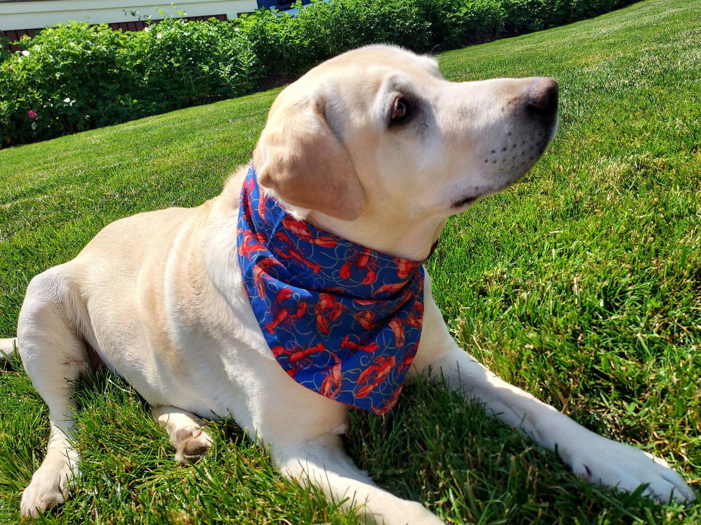 Reversible Dog Bandana - Lobster & Rope on Dark Blue