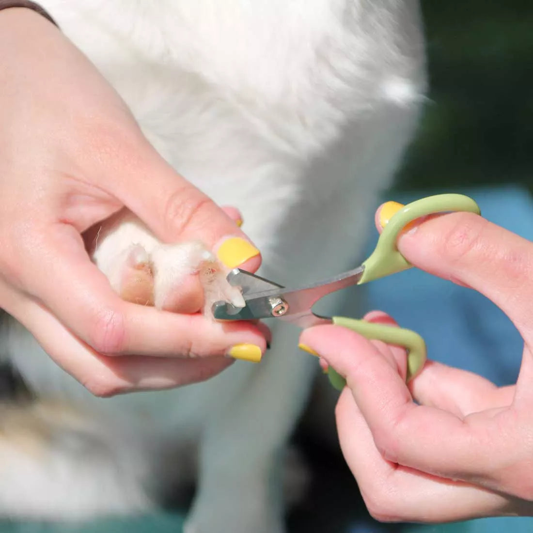 Dog Nail Trimmer