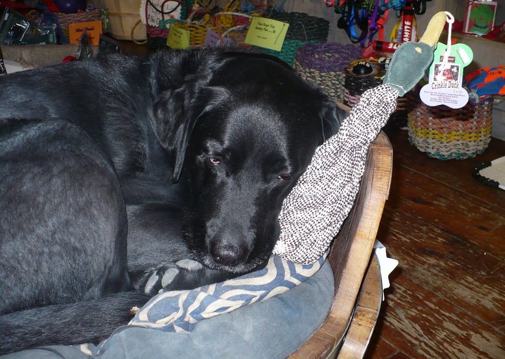 Dog Chew Toy - Crinkle Duck