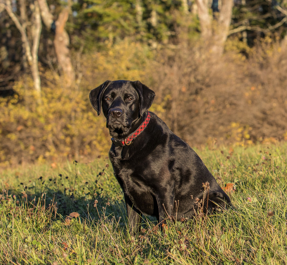 A black dog wearing a red and black buffalo plaid dog collar with a brass d-ring and buckle.