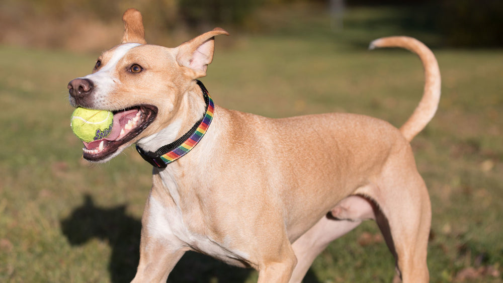 1” Ribbon Dog Collar – Rainbow