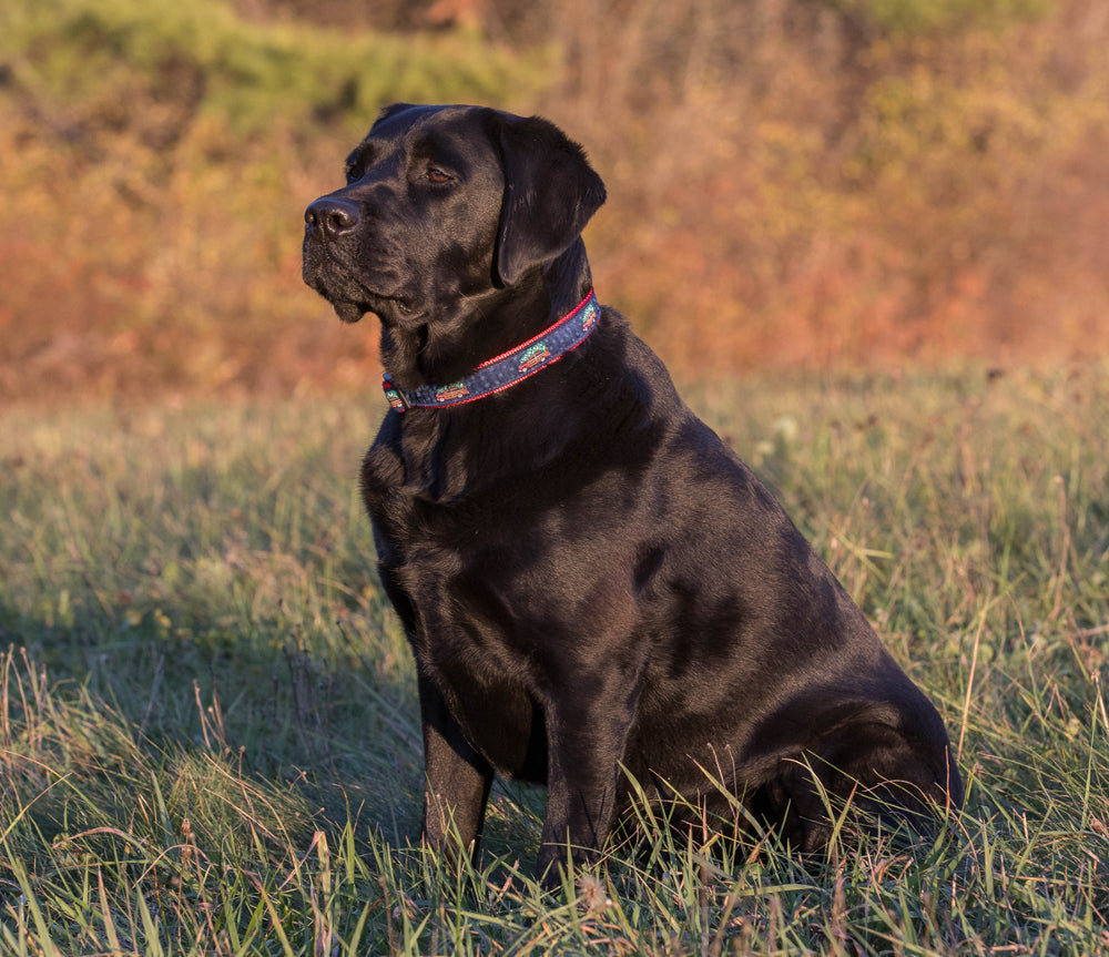 1” Ribbon Dog Collar – Woodie & Tree
