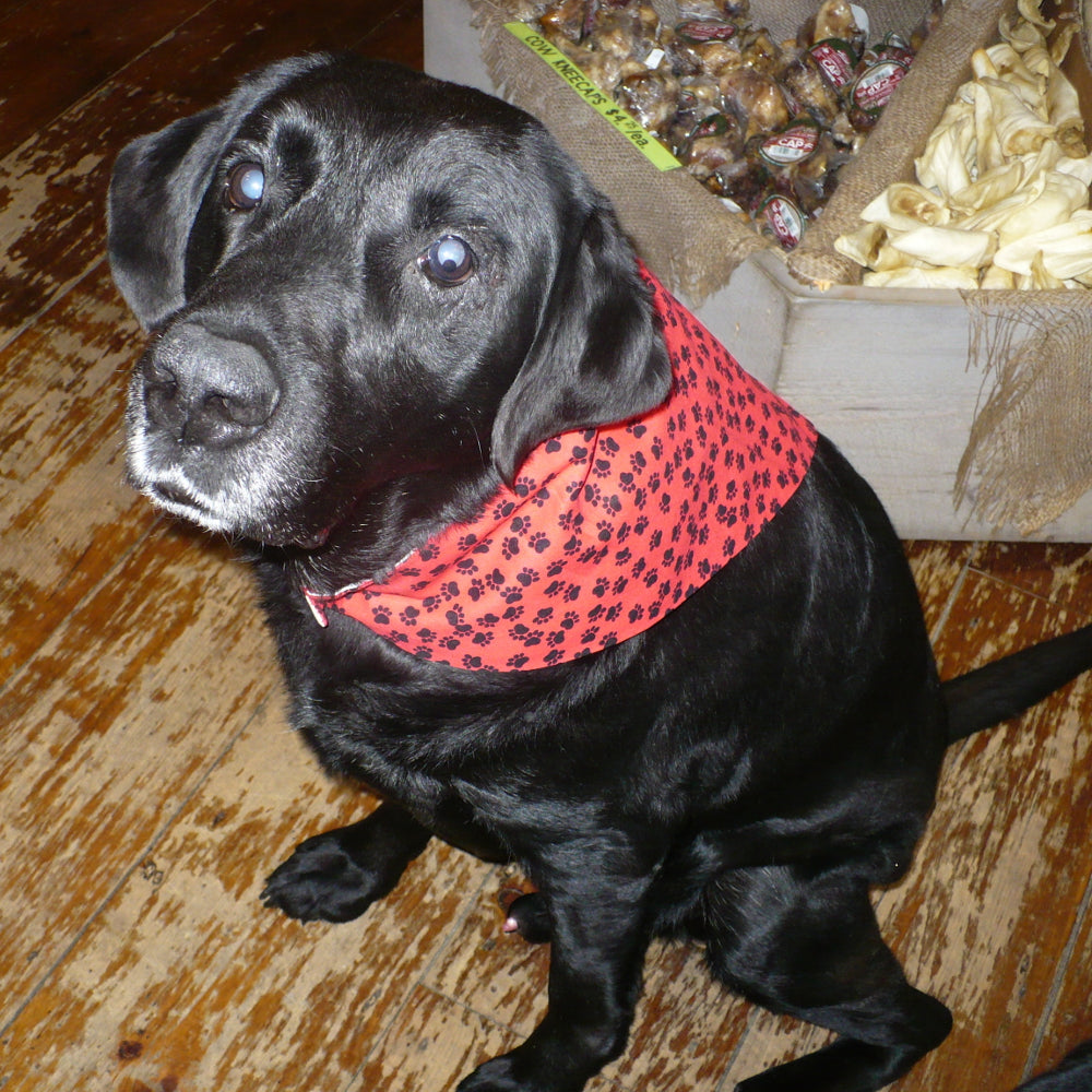 Reversible Dog Bandana - Small Red Lobsters