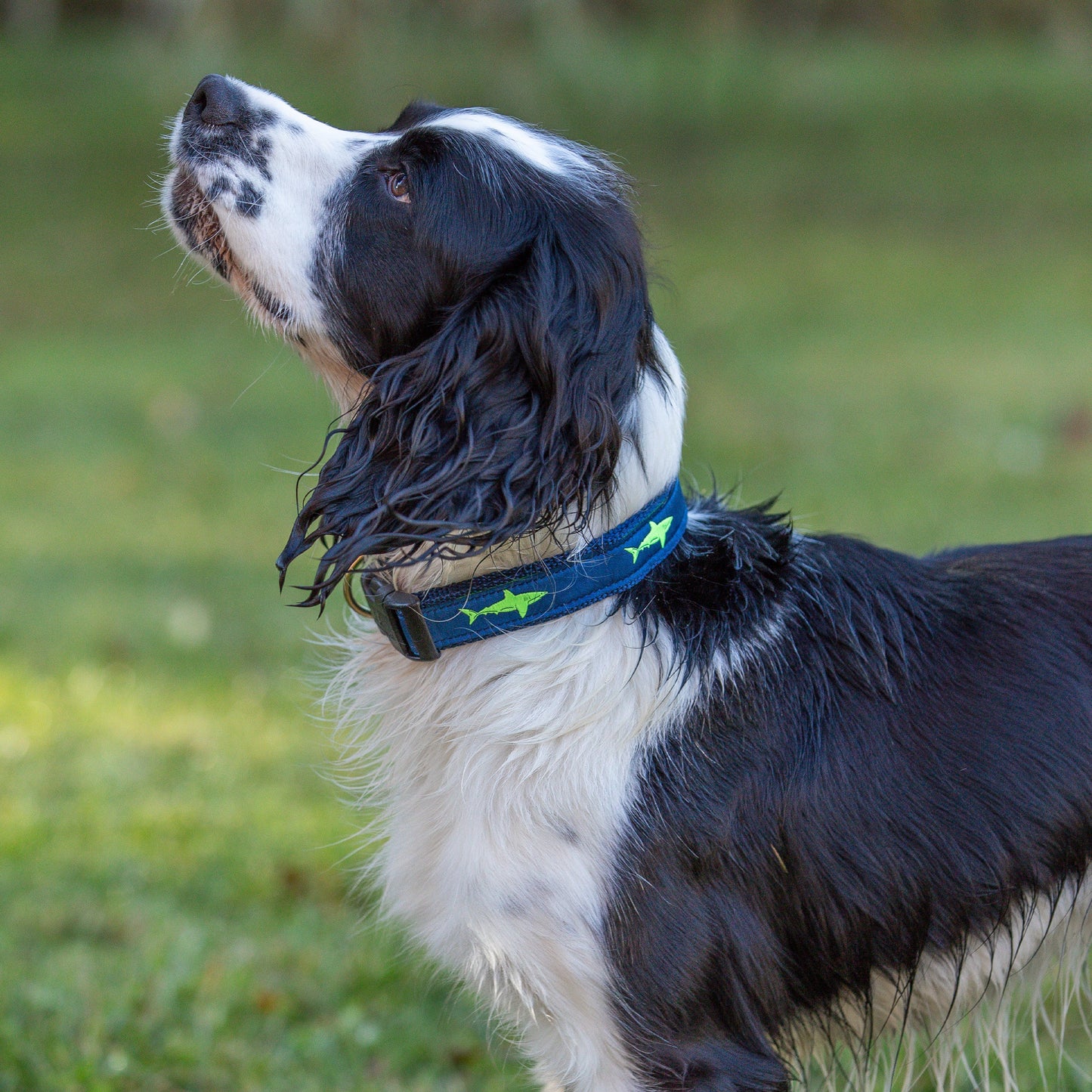 1” Ribbon Dog Collar – Lime Shark on Navy Blue