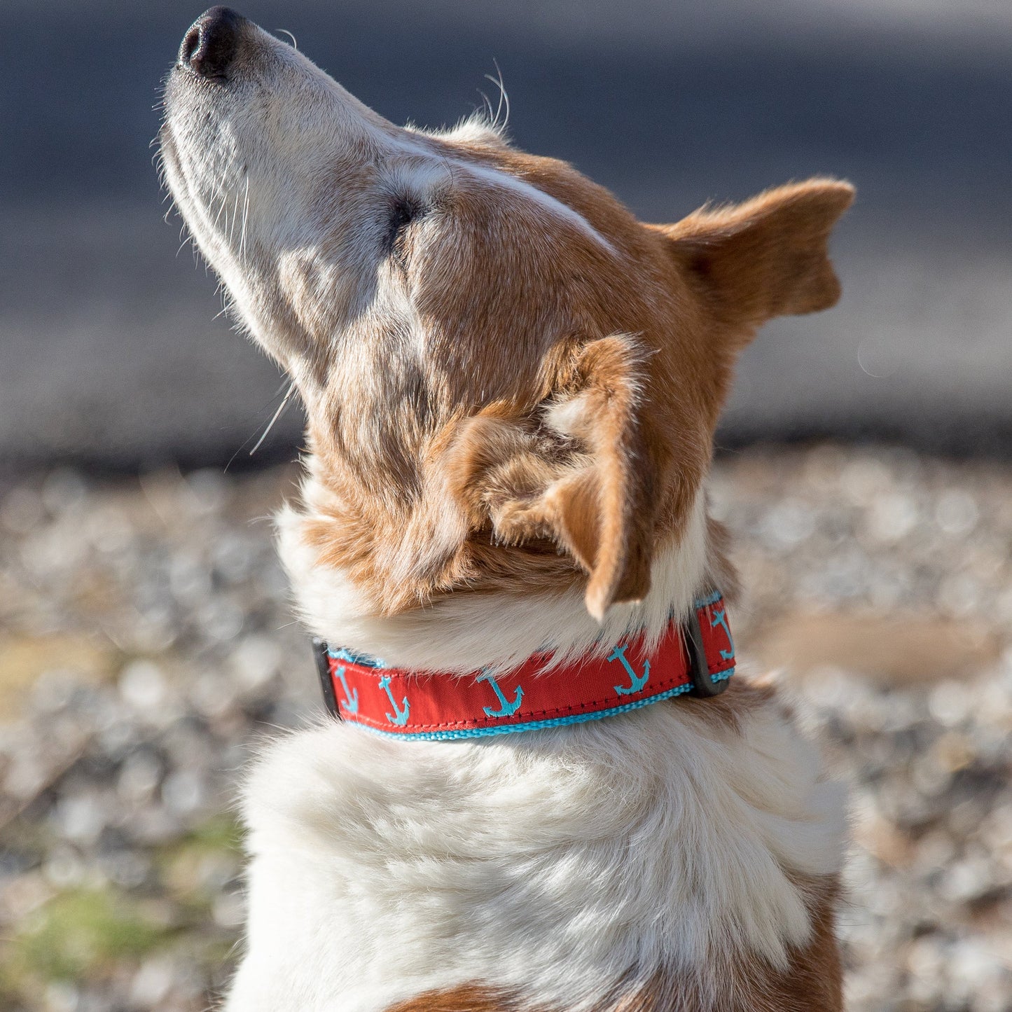 1” Ribbon Dog Collar – Red Anchor on Blue