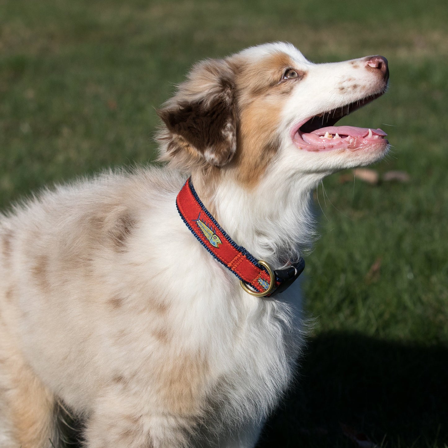 1” Ribbon Dog Collar – Hopkins Fish, Red