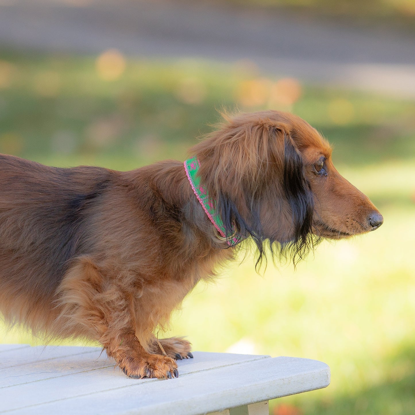 5/8” Ribbon Dog Collar – Crab, Pink on Lime Green