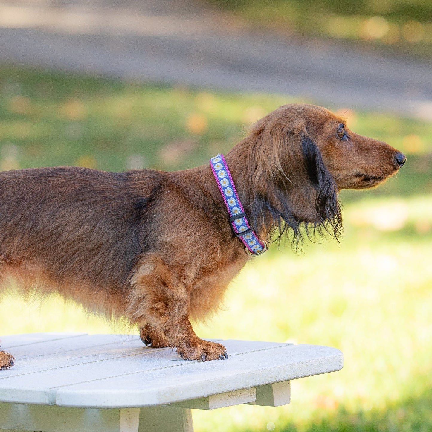 5/8” Ribbon Dog Collar – Daisy