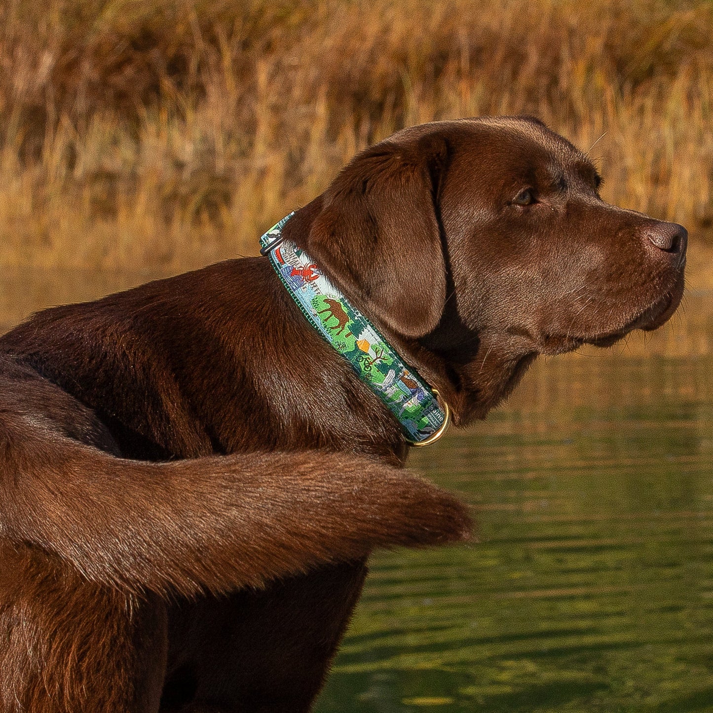 1.25” Ribbon Dog Collar - Vacationland