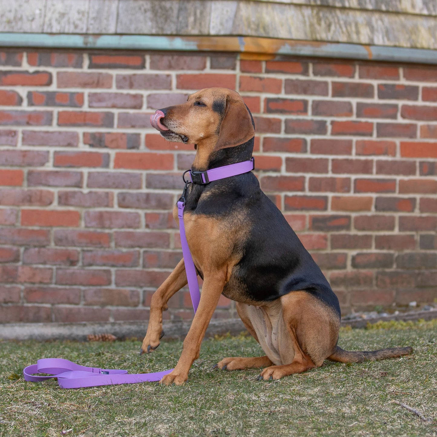 1” Dog Collar – Reflective Mudproof Biothane - SALE